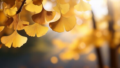 Ginkgo biloba also known as the maidenhair tree in autumn with beautiful leaves perfect for a copy space image