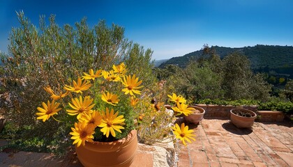 Mediterranean Terraced Garden with terracotta pots, olive trees, lavender, rosemary, other Mediterranean plants