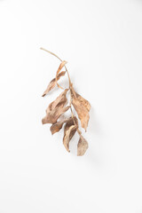brown dry leaves isolated on white background.;