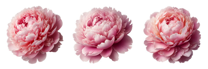 Delicate pink peony flower with layers of soft petals Isolated on white or transparent background