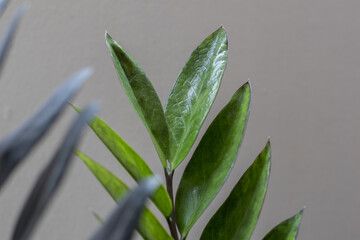 Close up of green leaves on a blurred background, Zamioculcas Zamiifolia Black, House plant - Zamioculcas Zamiifolia Black ZZ Plant Rare Aroid Air Purifier