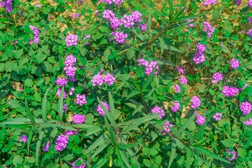 Vibrant purple and white flowers amidst lush green leaves, a natural background with rich flora
