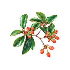 Obraz premium Branch of Red Berries with Green Leaves