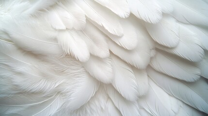 Fototapeta premium Serene closeup of white feathers symbolizing peace, spirituality, and hope for faith and religion