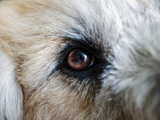 Macro Shot Of dog Eye With Close up of a furry dog's eyes.