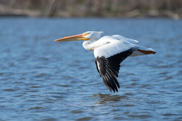 White pelican flying over Lake Hodges 