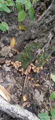 tree in the forest