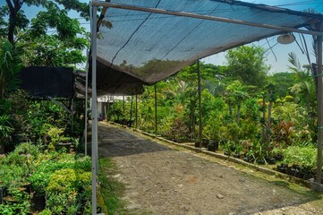Lush greenery in outdoor plant nursery with shade netting, gravel path leading through vibrant ornamental plants