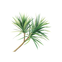 Lush Green Dracaena Marginata Plant with White Stripes