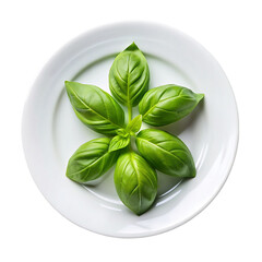 Fototapeta premium A top view basil leaves on white plate Isolated on transparent background.