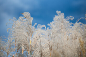 Kwitnące trawy Miscanthus sinensis na tle błękitnego nieba, tapeta tło. © Elżbieta Kaps