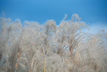 Kwitnące trawy Miscanthus sinensis na tle błękitnego nieba, tapeta tło. © Elżbieta Kaps