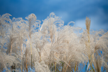 Kwitnące trawy Miscanthus sinensis na tle błękitnego nieba, tapeta tło. © Elżbieta Kaps