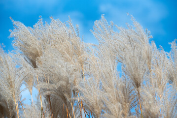 Kwitnące trawy Miscanthus sinensis na tle błękitnego nieba, tapeta tło. © Elżbieta Kaps