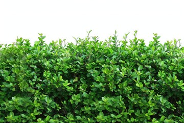 Fototapeta premium Green Bush Background. Isolated White Bush with Green Shrubs in Garden