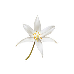Obraz premium White Flower with Yellow Stamens Isolated on White Background