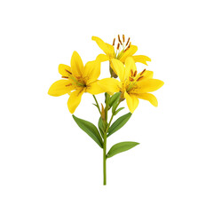 Fototapeta premium Yellow Lily Flower Bouquet
