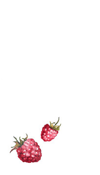 Himbeeren zwei Aquarell