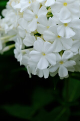 White hydrangea flowers