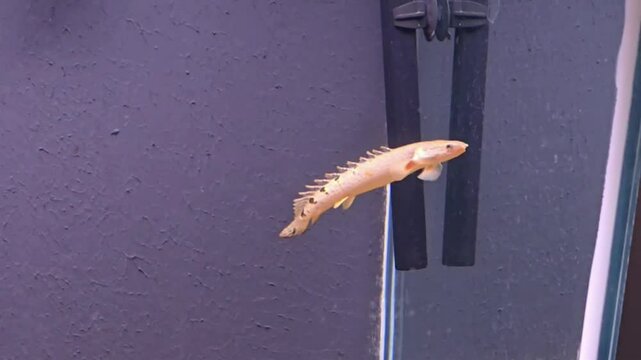 Peixe carnivoro Polypterus delhezi comendo outro peixe no aquario, 