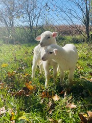 baby lamb twin boys in the meadow