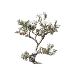 White Flowers Blooming on a Small Tree Branch