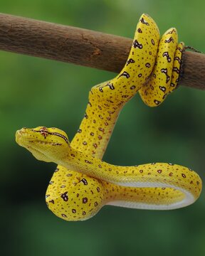snake green tree phyton in the grass