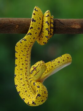snake green tree phyton in the grass