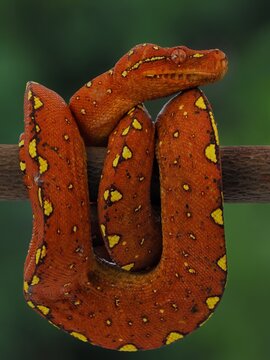 snake green tree phyton in the grass