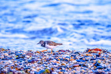 turnstone bird on the beach 