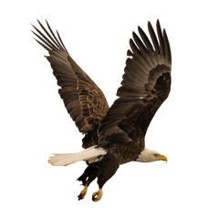Flying Bald Eagle Close-Up - Transparent Background