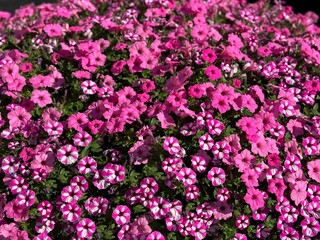 Abundance pink petunia flowers in garden 