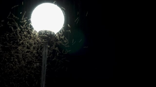 close up footage of Mayfly fly swarm or moth around night Lights, ground covered with millions of mayflies after rain. 