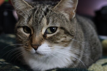 Female European domestic cat