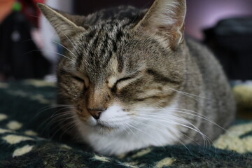 Female European domestic cat