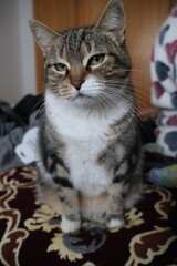 Female European domestic cat