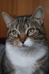 Female European domestic cat