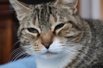 Female European domestic cat