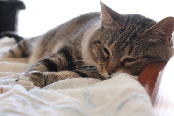 Female European domestic cat