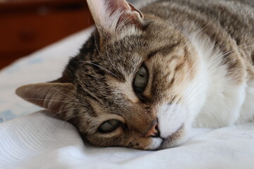 Naklejka premium Female European domestic cat