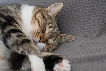 Female European domestic cat