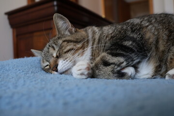 Female European domestic cat