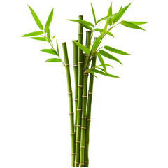 Green Bamboo Stalks with Leaves on a Transparent Background