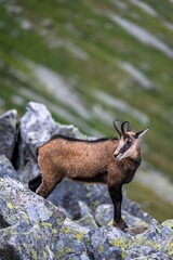 Obraz premium The Tatra Chamois, Rupicapra rupicapra tatrica. A chamois in its natural habitat in the Tatra Mountains.