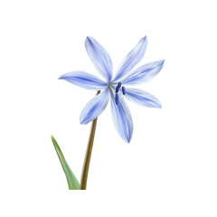 Fototapeta premium Single Blue Striped Flower Isolated on White Background
