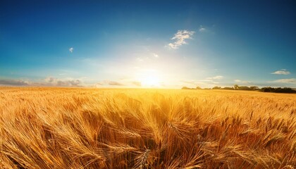 Golden Wheat Field at Sunrise/Sunset with Clear Blue Sky