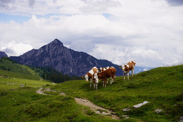 Naklejka premium cows on the postalm in austria