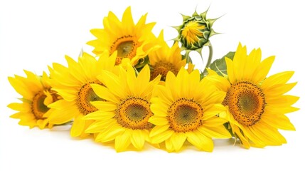 Obraz premium A vibrant bunch of bright yellow sunflowers, their heads tilted toward the light, arranged on a crisp white background for a sunny and cheerful mood.