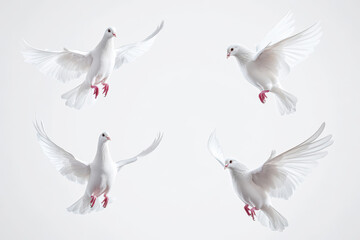 Fototapeta premium White doves gracefully flying against a soft white background