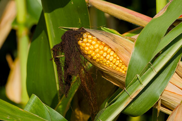 ripe corncob in the field close-up
